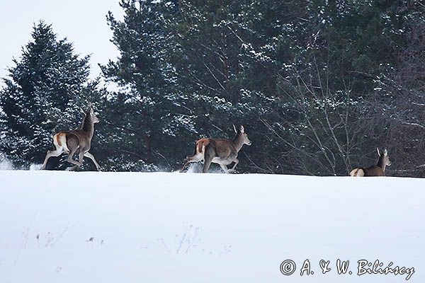 łanie, jelenie szlachetne, europejskiei, Cervus elaphus elaphus jeleń karpacki