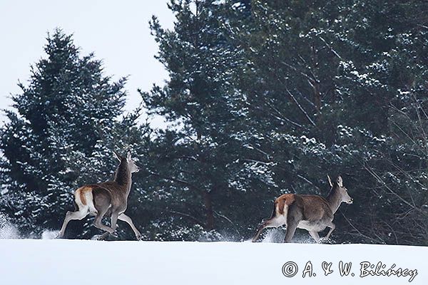 łanie, jelenie szlachetne, europejskiei, Cervus elaphus elaphus jeleń karpacki