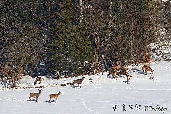 łanie, jeleń szlachetny, europejski, Cervus elaphus elaphus jeleń karpacki