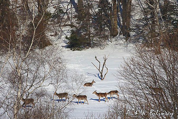 łanie, jeleń szlachetny, europejski, Cervus elaphus elaphus jeleń karpacki