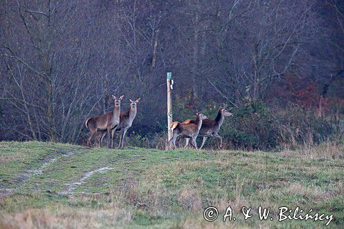 łanie na szlaku turystycznym, jeleń szlachetny, europejski, Cervus elaphus elaphus jeleń karpacki, bieszczadzki