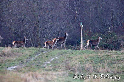 łanie na szlaku turystycznym, jeleń szlachetny, europejski, Cervus elaphus elaphus jeleń karpacki, bieszczadzki