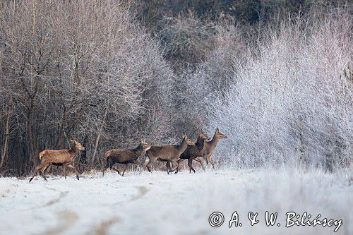 łanie i byczki, jeleń szlachetny, europejski, Cervus elaphus elaphus jeleń karpacki, bieszczadzki