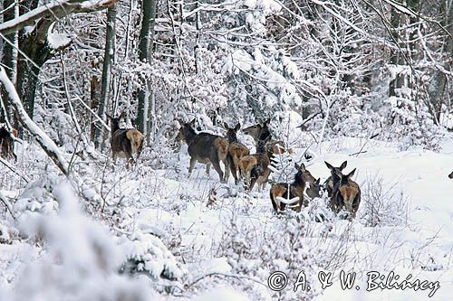 łanie, jeleń szlachetny, europejski, Cervus elaphus elaphus jeleń karpacki