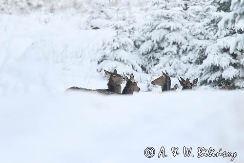 łanie, jeleń szlachetny, europejski, Cervus elaphus elaphus jeleń karpacki