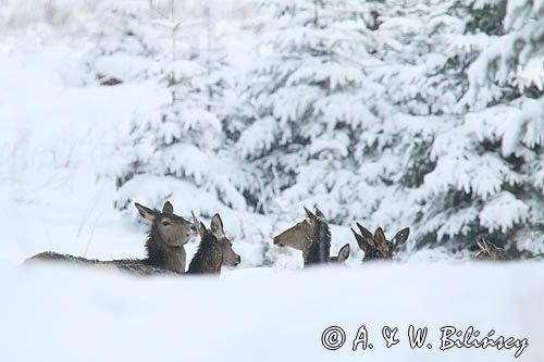 łanie, jeleń szlachetny, europejski, Cervus elaphus elaphus jeleń karpacki