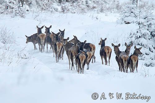 łanie, jeleń szlachetny, europejski, Cervus elaphus elaphus jeleń karpacki