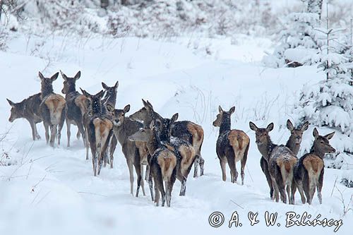 łanie, jeleń szlachetny, europejski, Cervus elaphus elaphus jeleń karpacki