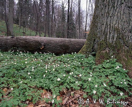 łan zawilców w lesie na Wzgórzach Elbląskich / Park Krajobrazowy Wysoczyzny Elbląskiej /