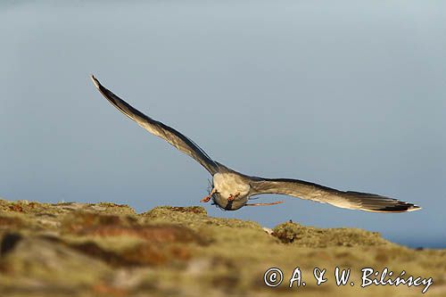 Mewa srebrzysta Larus argentatus