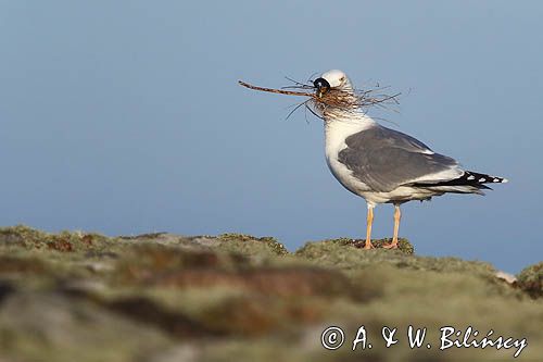 Mewa srebrzysta Larus argentatus