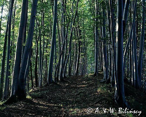 las bukowy, Bieszczady