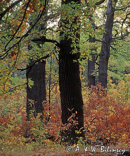 dęby szypułkowe, Quercus robur, Rezerwat Lasek Bielański, Warszawa