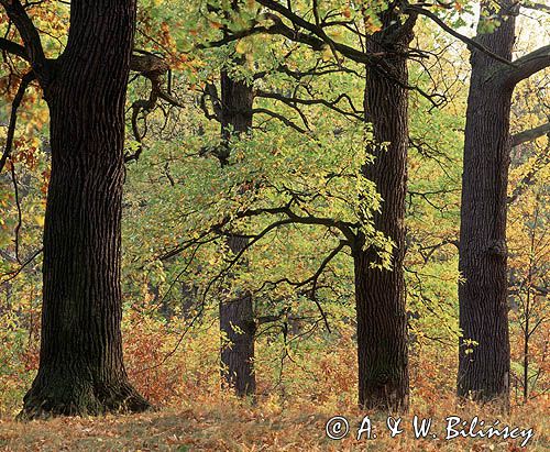 dęby szypułkowe, Quercus robur, Rezerwat Lasek Bielański, Warszawa, dąbrowa