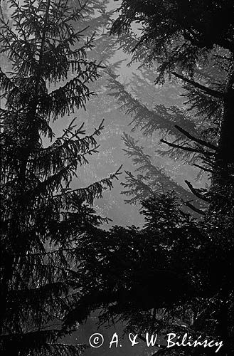 las w górach, świerczyna, Tatry