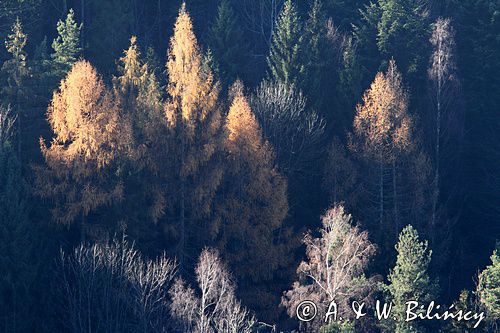 jesienny las, Bieszczady