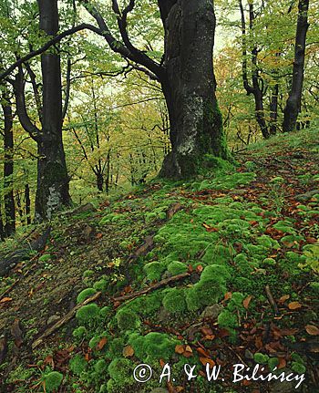 las i mech, buczyna i mech bielistka sina = siwa Leucobryum glaucum