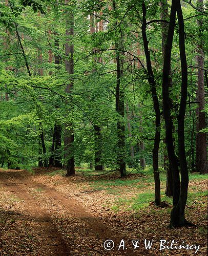 las, Woliński Park Narodowy