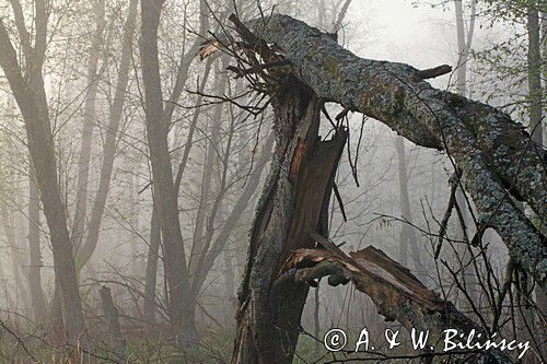 rzeka San, Bieszczady