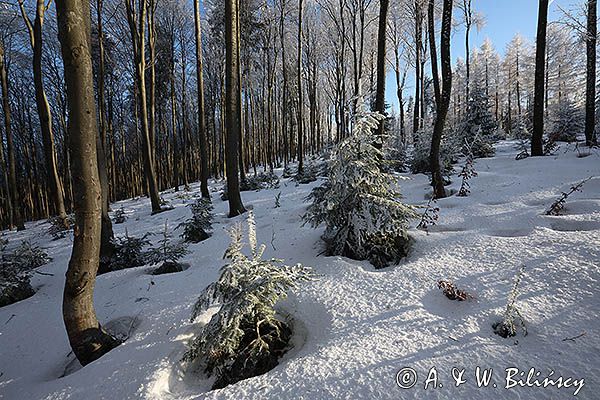Zimowy oszroniony las