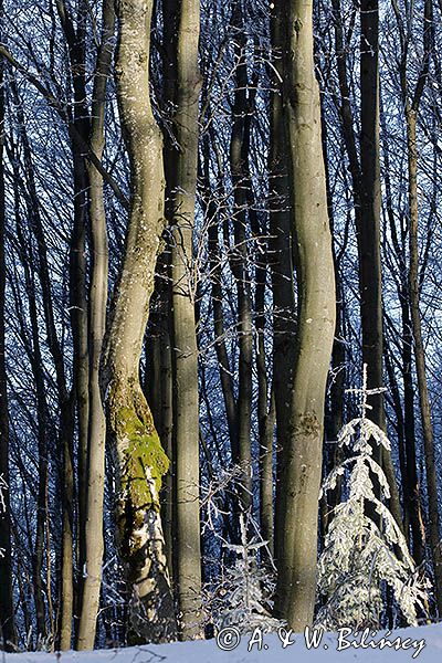 Buczyna i jodełki