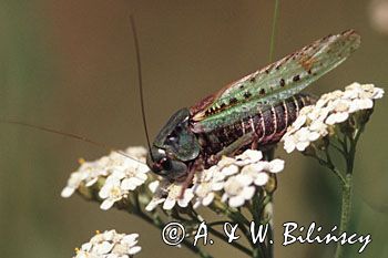 łatczyn brodawnik - Decticus verrucivorus) pasikonikowate