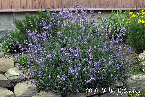 Lawenda Lavandula