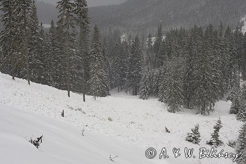 zima, lawinisko w Tatrach, po zejściu lawiny, Tatrzański Park Narodowy Murań, widok z Murzasichla