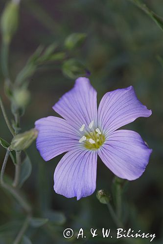 Linum extraaxillare len karpacki) ,