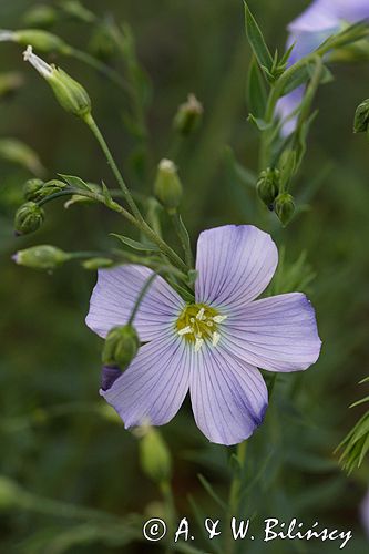 Linum extraaxillare len karpacki) ,