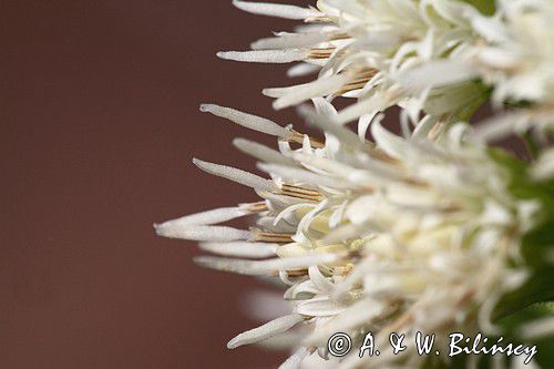 Lepiężnik biały, Petasites albus