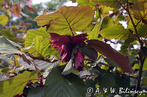 leszczyna Corylus