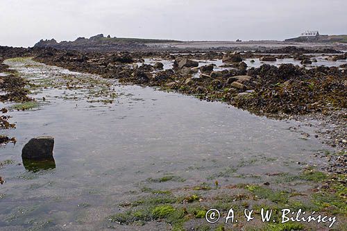 wyspa Lihou koło wyspy Guernsey, Channel Island, Kanał La Manche,przejście w czasie odpływu - odsłonieta droga w czasie odpływu