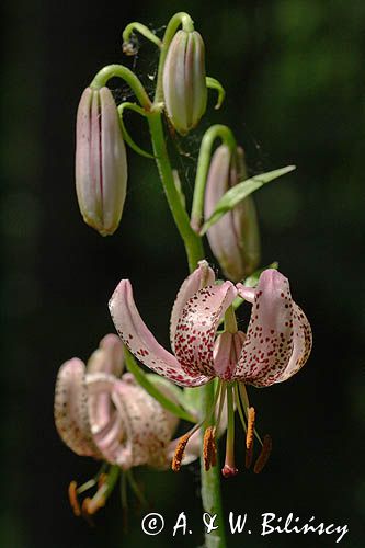 Lilium martagon lilia złotogłów) ,