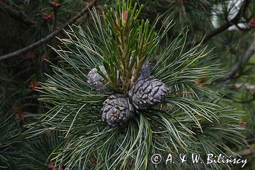 sosna limba Pinus cembra L.