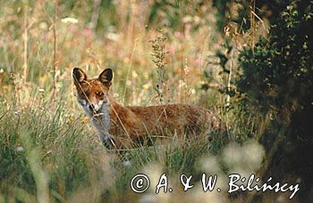 lis łac: Vulpes vulpes)