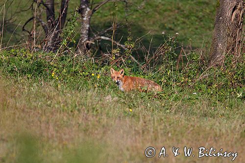 lis Vulpes vulpes