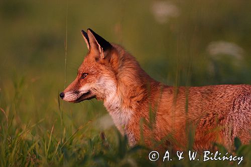 lis Vulpes vulpes