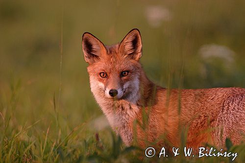 lis Vulpes vulpes