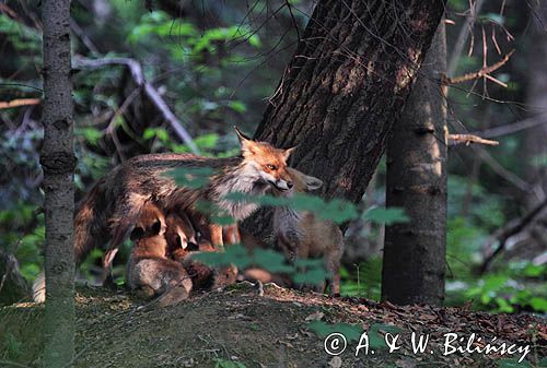 Lis - samica karmiąca młode. Red fox, female with puppies. fot A&W Bilińscy