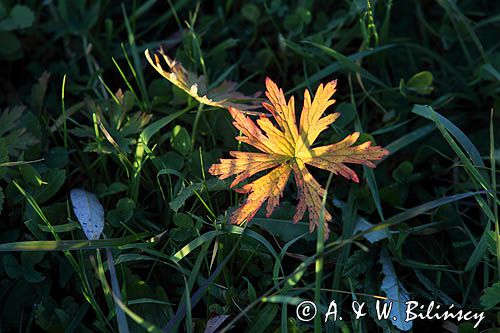 jesienny liść bodziszka