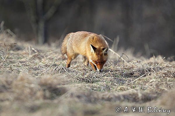 lis Vulpes vulpes