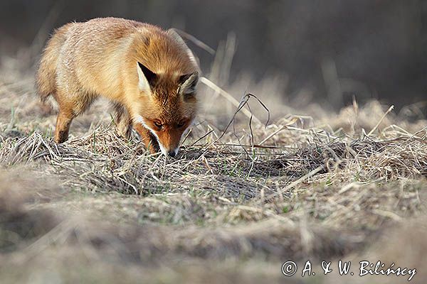 lis Vulpes vulpes