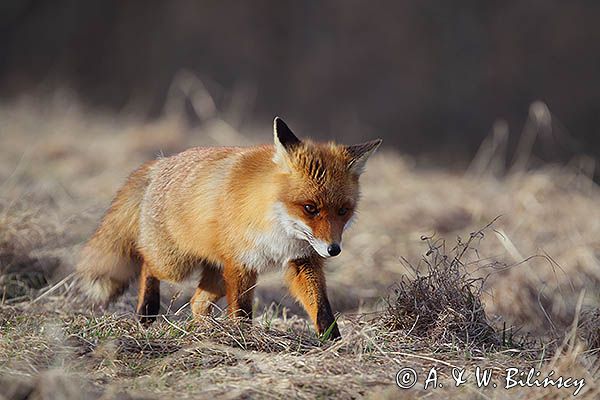 lis Vulpes vulpes