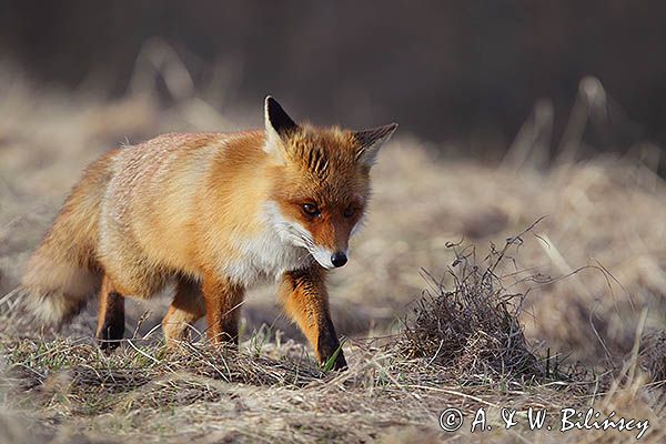 lis Vulpes vulpes