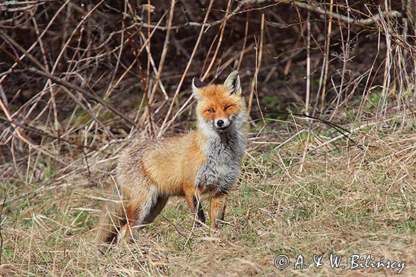 lis Vulpes vulpes