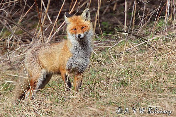 lis Vulpes vulpes