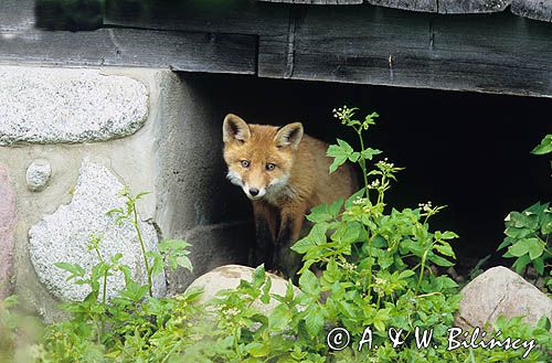 łac: Vulpes vulpes) lisek chowający się pod domem