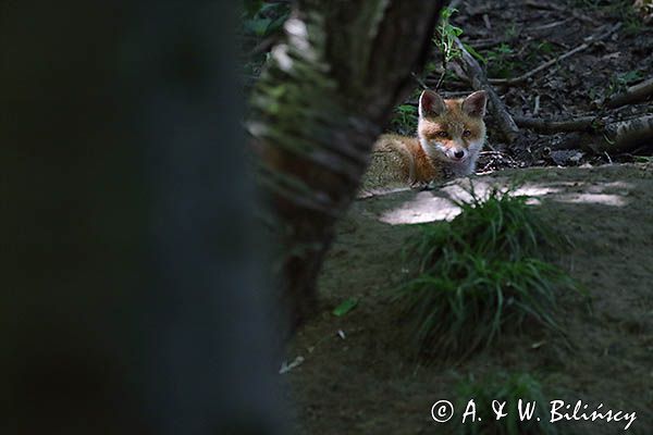 lis, vulpes vilpes, szczenię