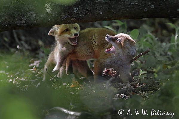 lis, vulpes vilpes, zabawa szczeniąt